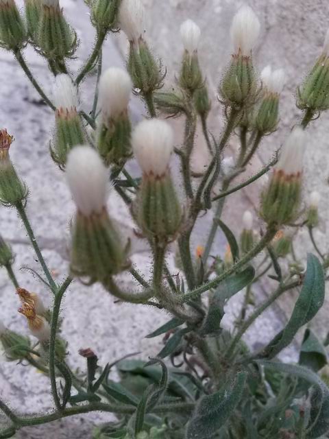 Crepis foetida / Radicchiella selvatica